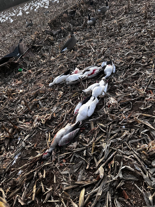 Guided Snow Goose Hunts